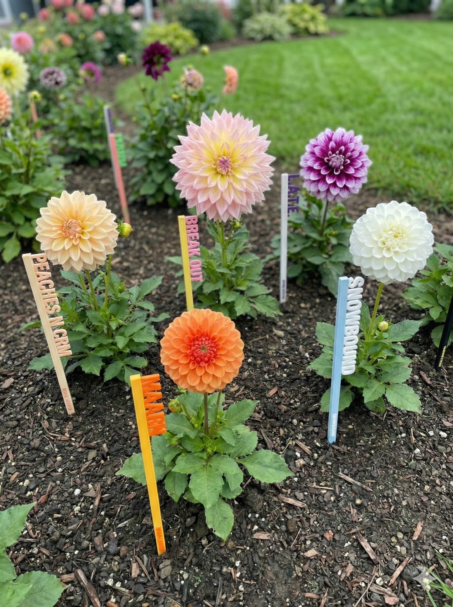 Colorful 3D-printed dahlia picks with abbreviated labels reading Peaches N Crm, Break Out, Marin, Latte, and Snowbound marking blooming dahlias in a garden bed