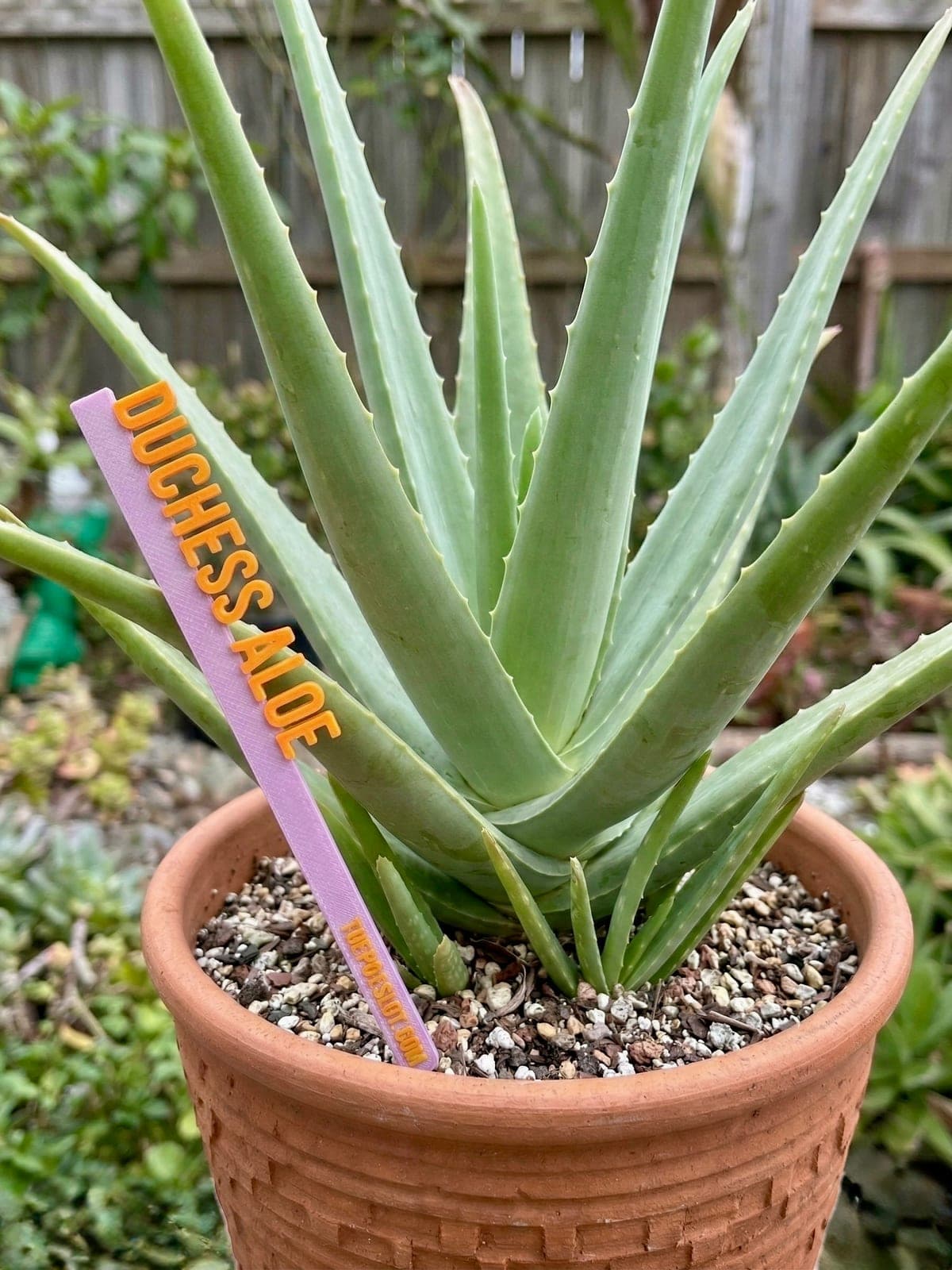 3D-printed garden pick in pink with orange raised text reading 'Duchess Aloe' in a terra cotta pot with an aloe vera plant in a backyard garden