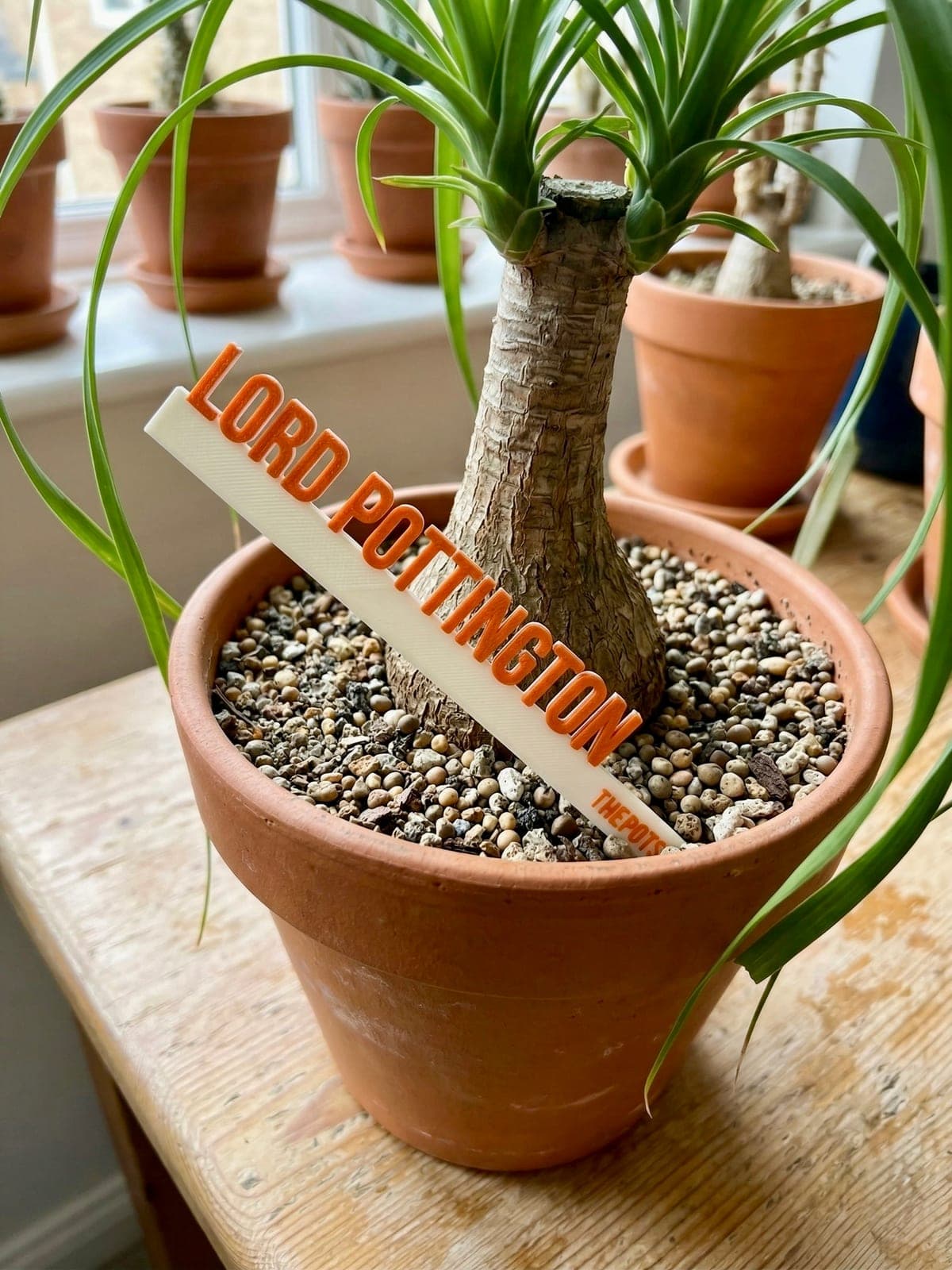 3D-printed garden pick in cream with orange raised text reading 'Lord Pottington' in a terra cotta pot with a ponytail palm on a sunny windowsill