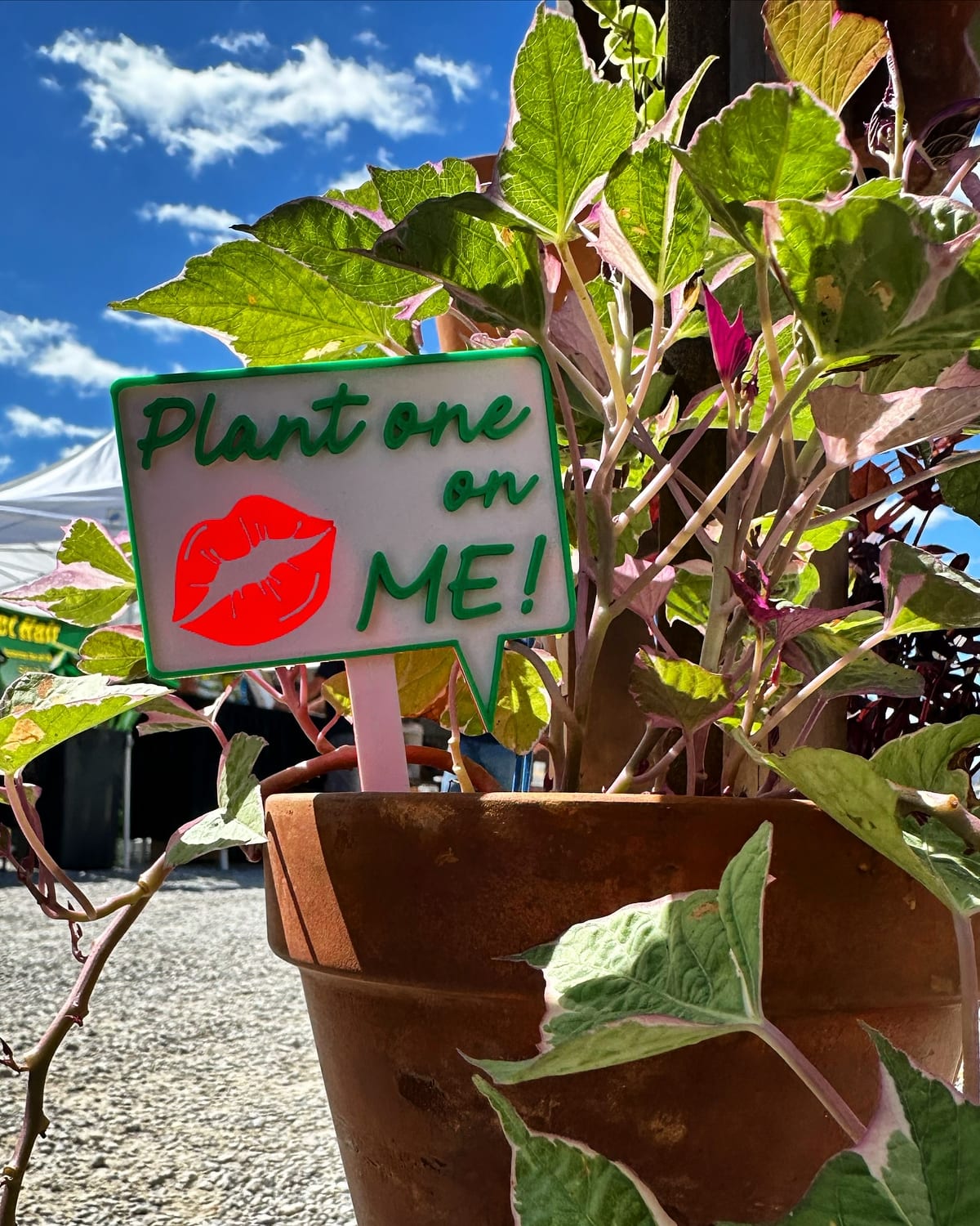 3D-printed pot pick in white with green text reading 'Plant One on Me' with red lips graphic in a terra cotta pot at a farmers market