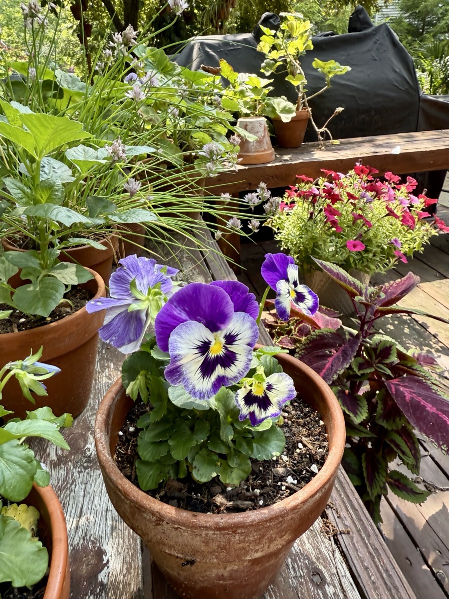 Purple pansies blooming in a terra cotta pot surrounded by coleus, petunias, and lush greenery on a backyard deck